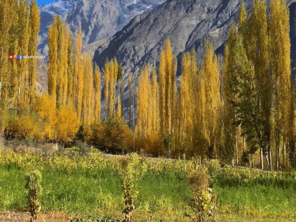 greentrees-bright-sky-autimn-ghizer-yasin-valley-gilgit baltistan-north-times